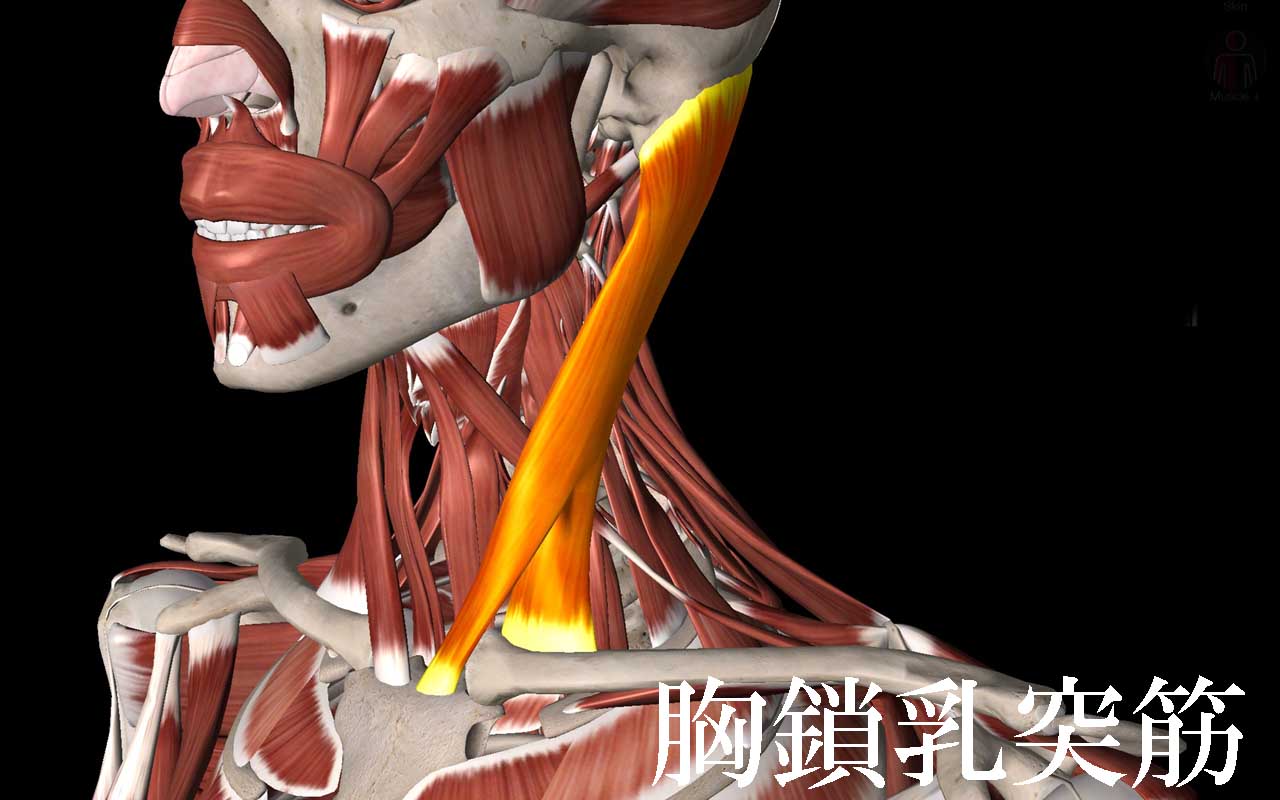 いたっ っていう 寝違え 心整体室