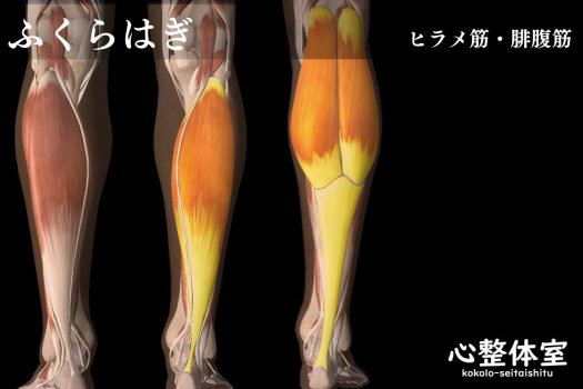 ふくらはぎ・ヒラメ筋・腓腹筋