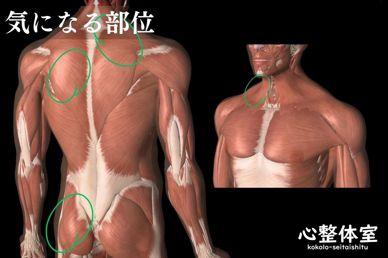 首・肩・背中気になる