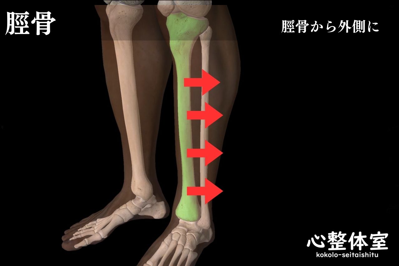 スネの骨から外側に剥がす感じ