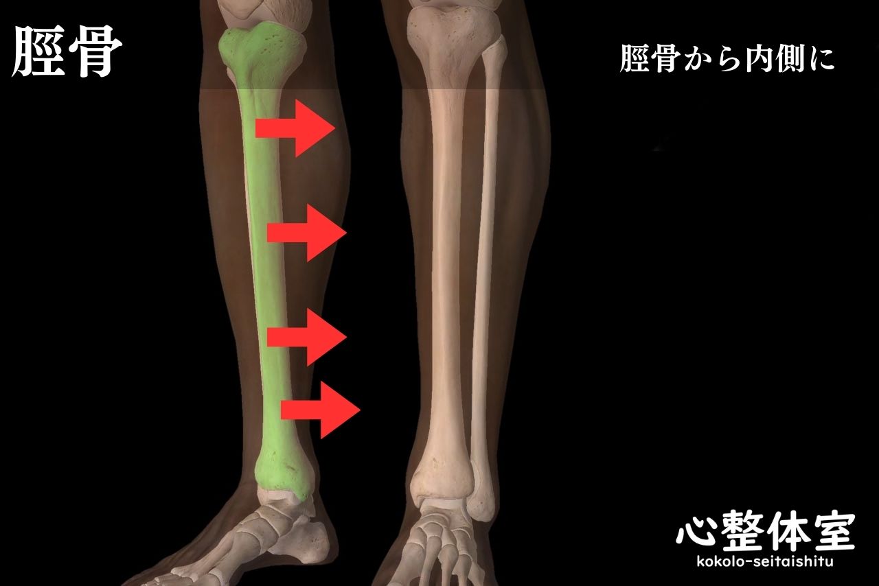 スネの骨から内側に剥がす感じ