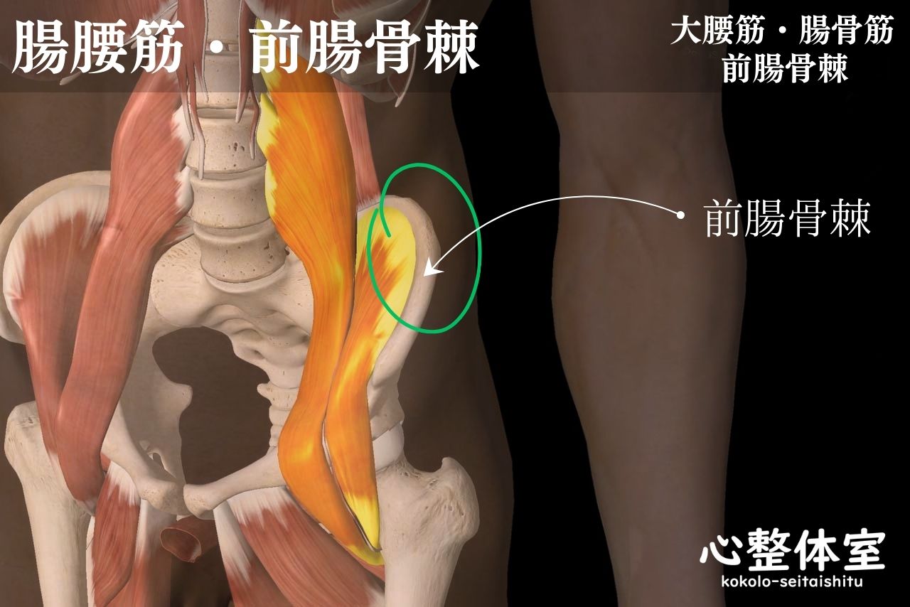 腸腰筋・前腸骨棘