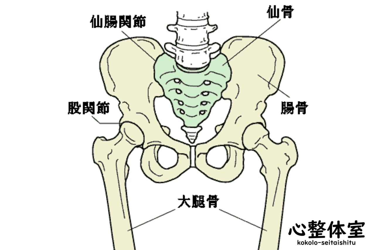 骨盤の関節で仙腸関節