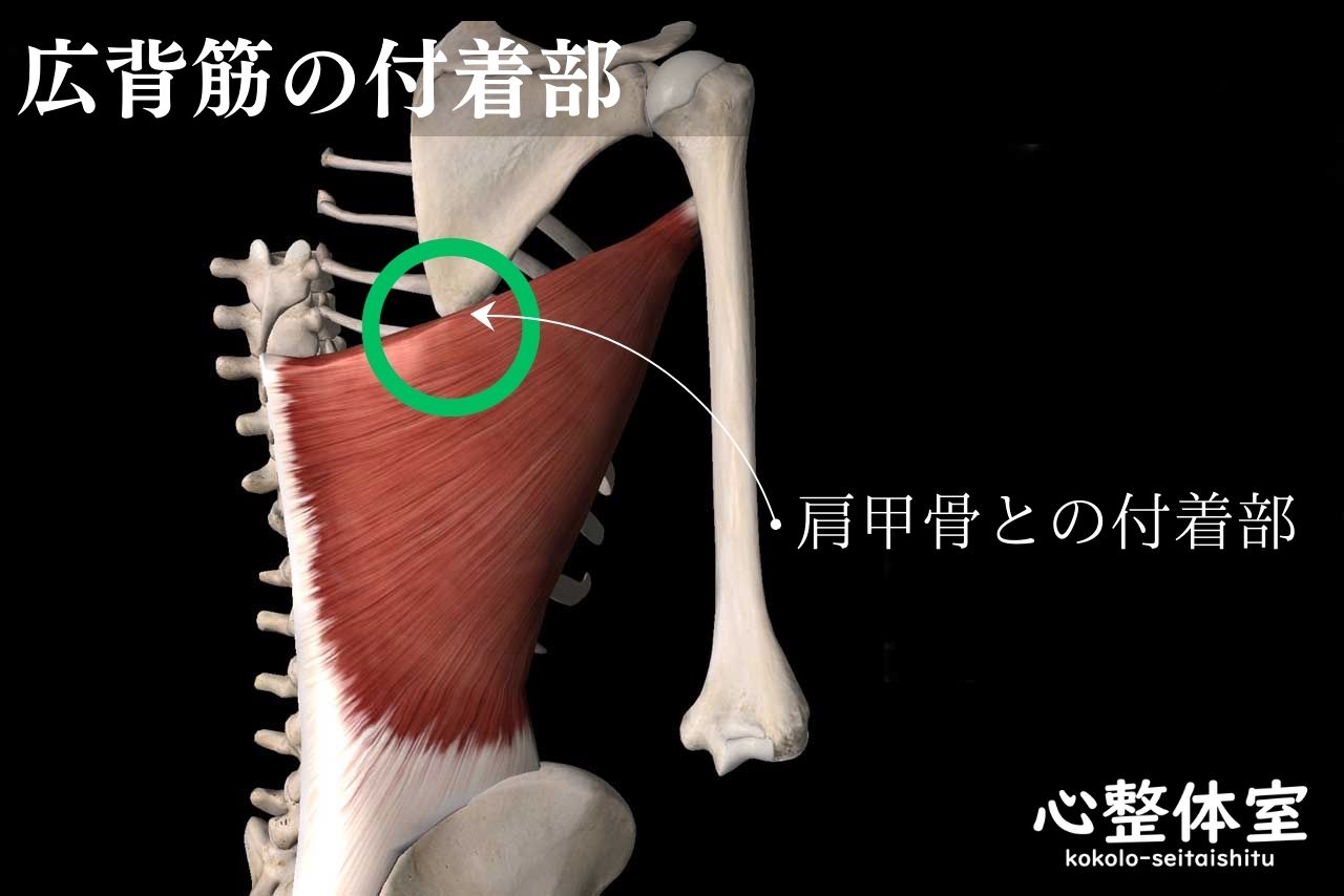 広背筋と肩甲骨の付着部