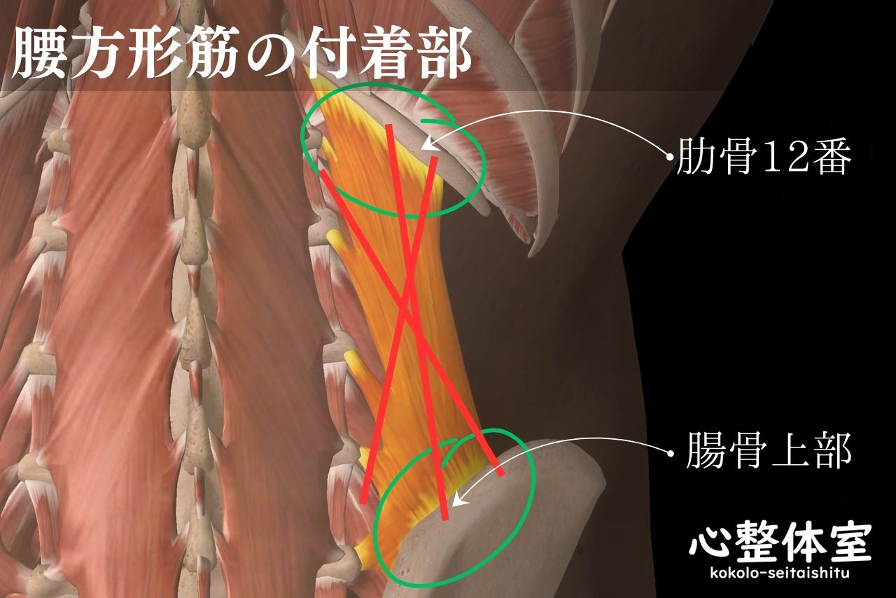 腰方形筋付着部・筋繊維