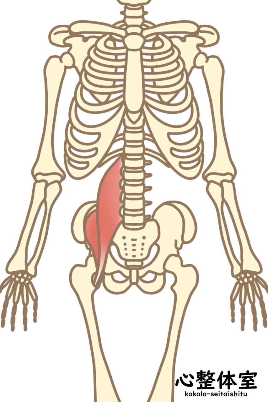 腸腰筋とは