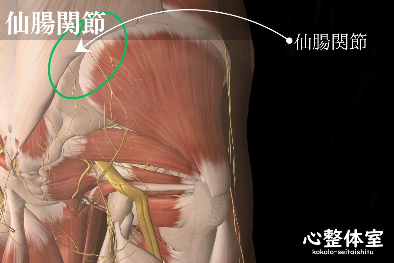 仙腸関節