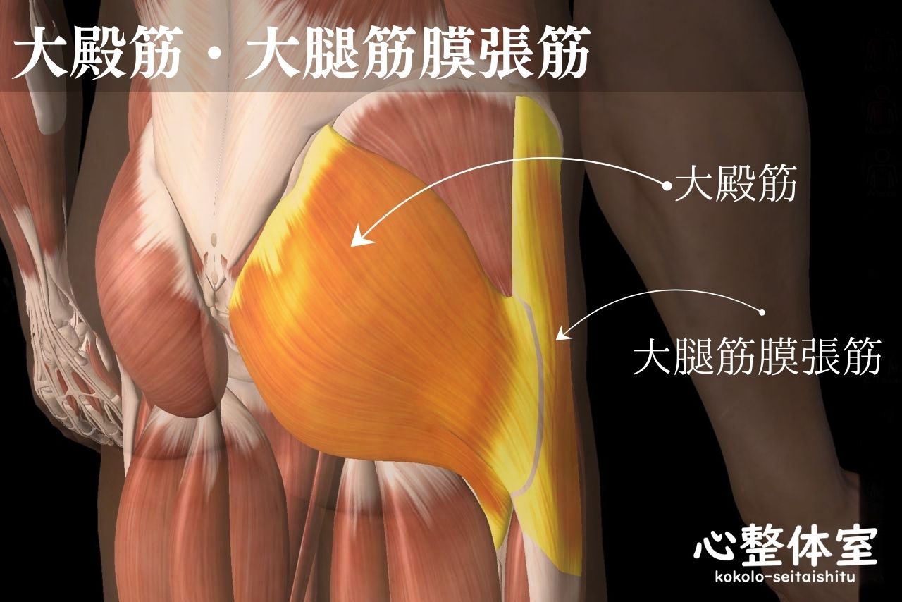 大殿筋・大腿筋膜張筋