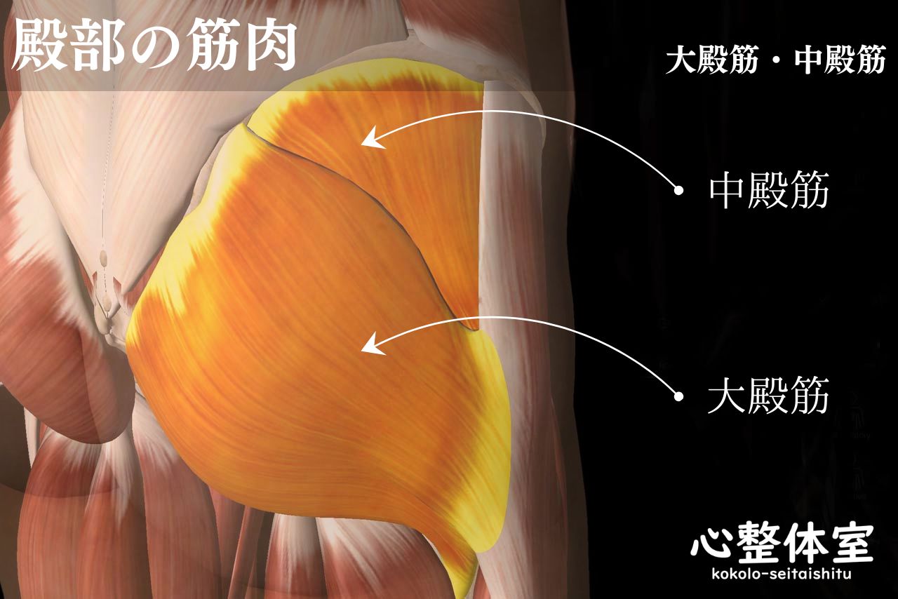 殿部の筋肉・大殿筋・小殿筋