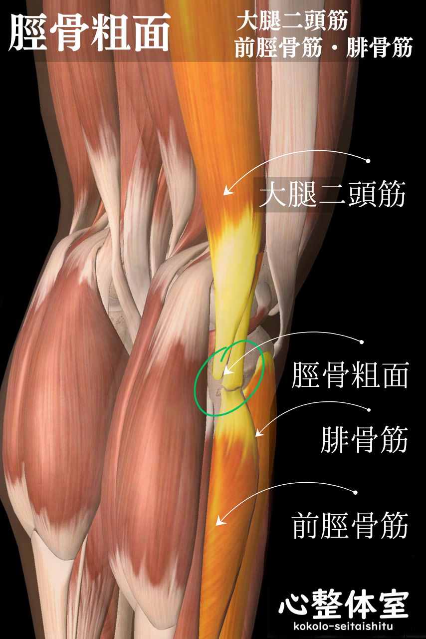 脛骨粗面、大腿二頭筋・前脛骨筋・腓骨筋