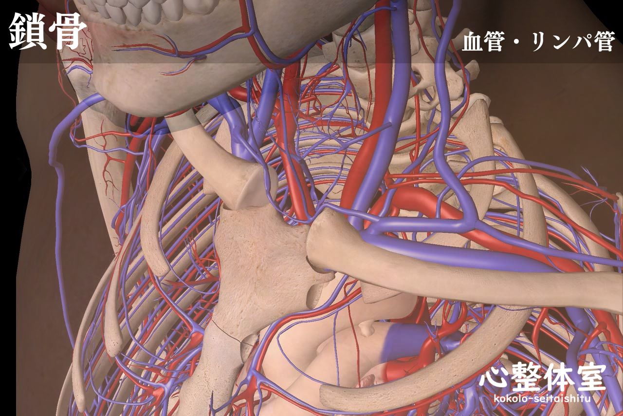 鎖骨、血管、リンパ管