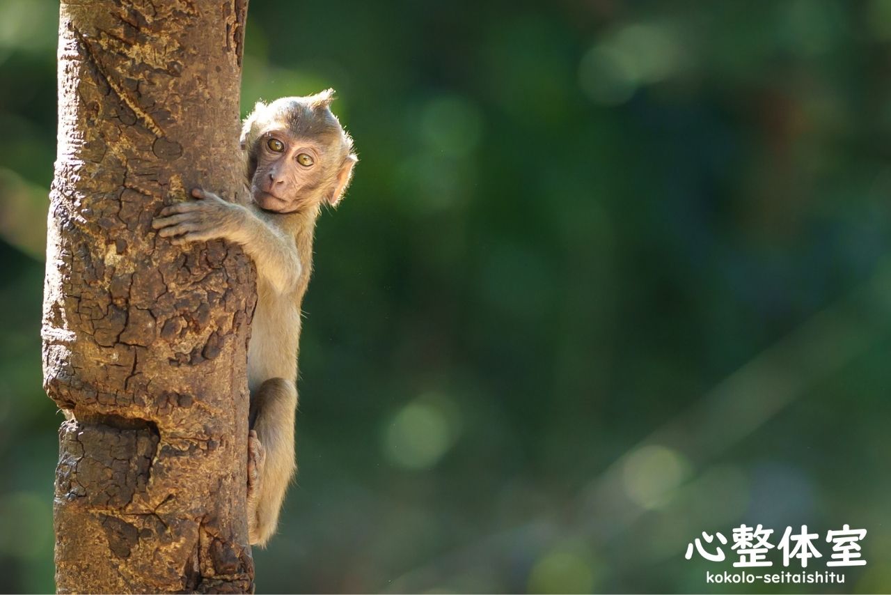 鎖骨のある動物は木登りできる